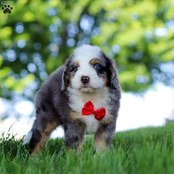 Dragonfly, Mini Bernedoodle Puppy